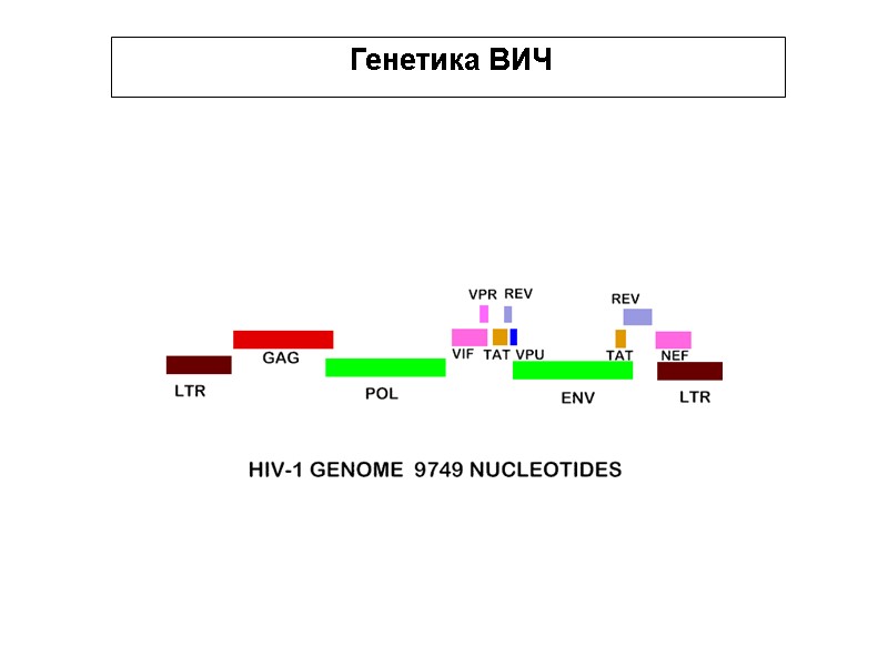 Генетика ВИЧ